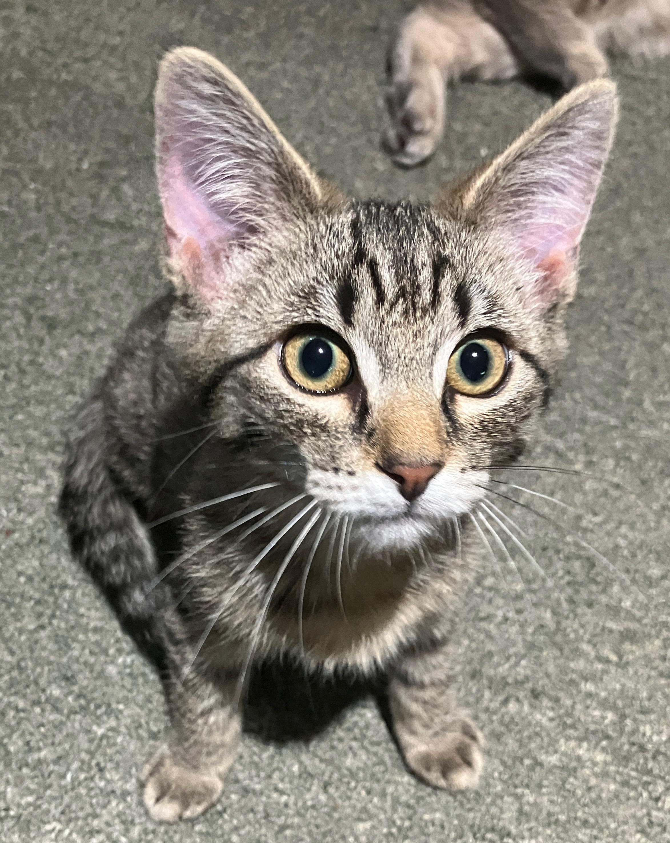 Enlarge Fettuccine – Fearless, Fast, and Full of Fun, a ADOPTABLE Domestic Short Hair in Prescott, AZ image 2/3