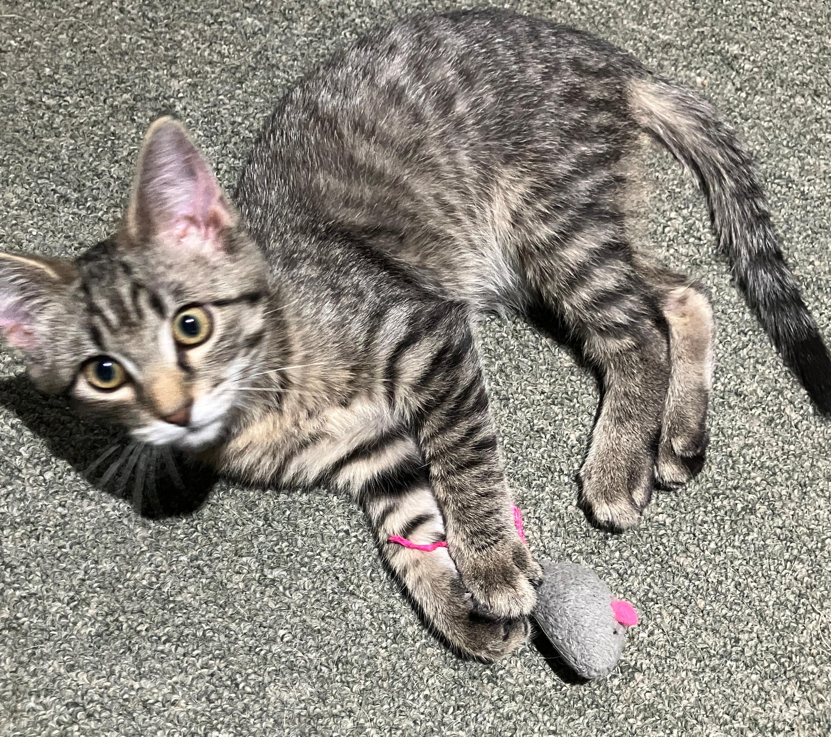 Fettuccine – Fearless, Fast, and Full of Fun, ADOPTABLE, Kitten Male Domestic Short Hair.