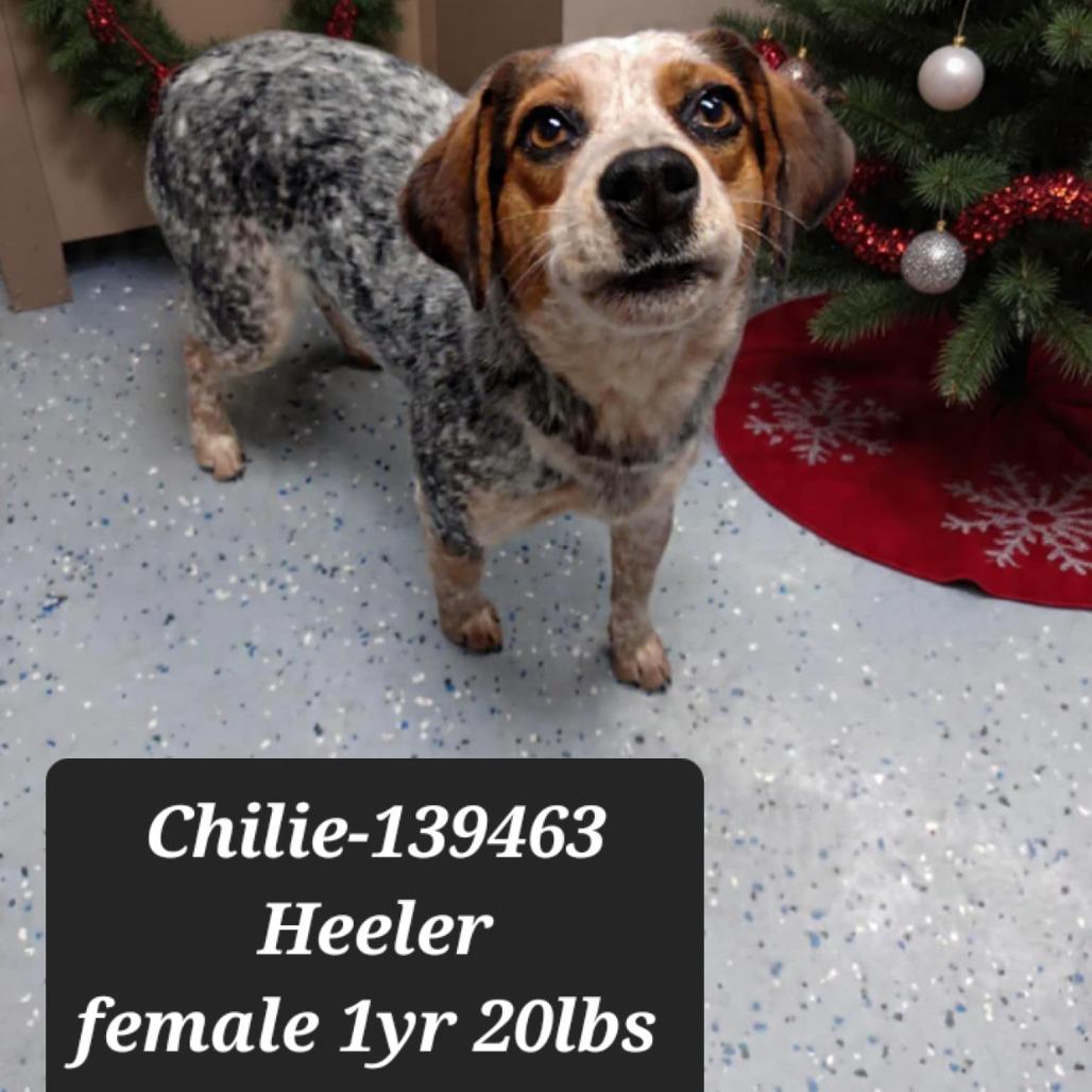 Enlarge Chilie, a Adoptable Australian Cattle Dog / Blue Heeler in New Tazewell, TN image 1/1