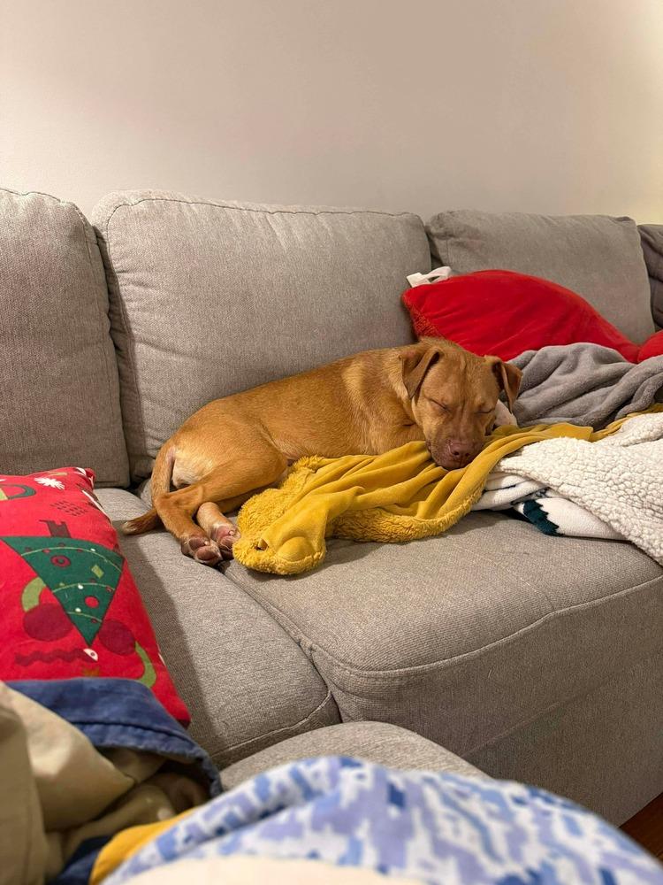 Enlarge Honey, a Adoptable mixed breed in New Albany, OH image 2/5