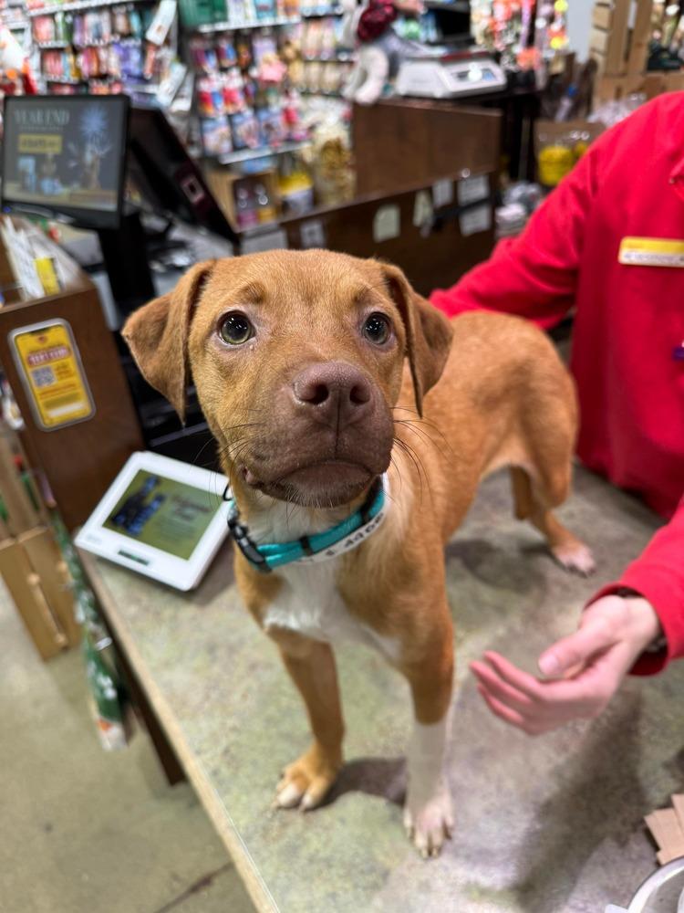 Enlarge Honey, a Adoptable mixed breed in New Albany, OH image 3/5