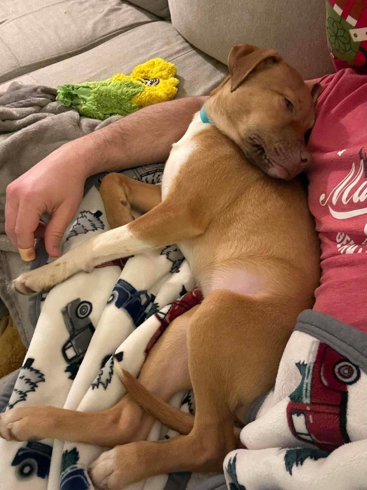 Enlarge Honey, a Adoptable mixed breed in New Albany, OH image 5/5