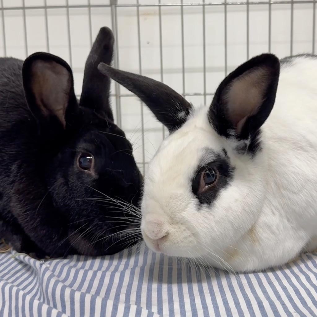 Enlarge Nae, a Adoptable New Zealand in San Francisco, CA image 1/2