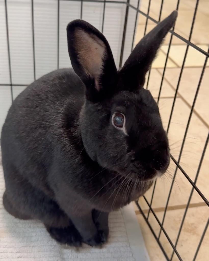 Enlarge Nae, a Adoptable New Zealand in San Francisco, CA image 2/2