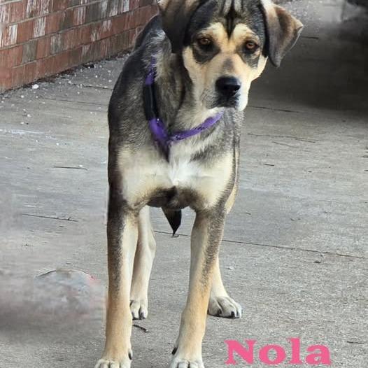 Nola (IN FOSTER), Adoptable, Adult Female Mixed Breed.