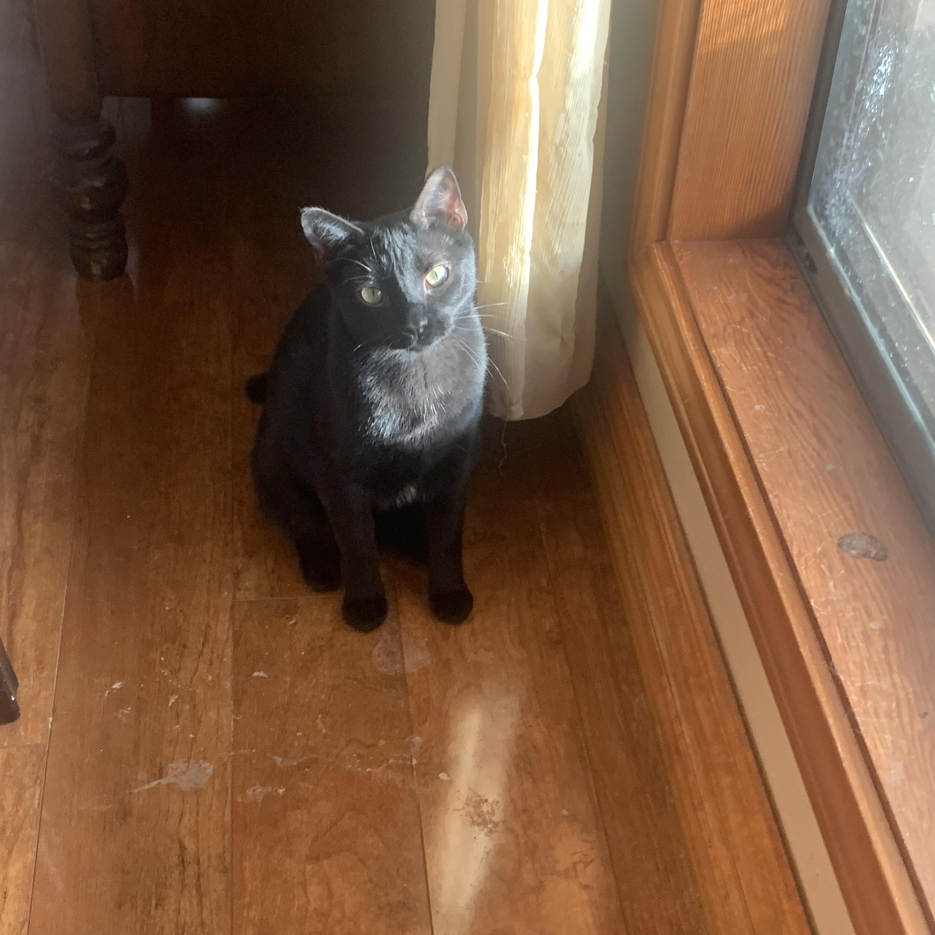 Enlarge Amelia, a Adoptable mixed breed in Warwick, RI image 6/6