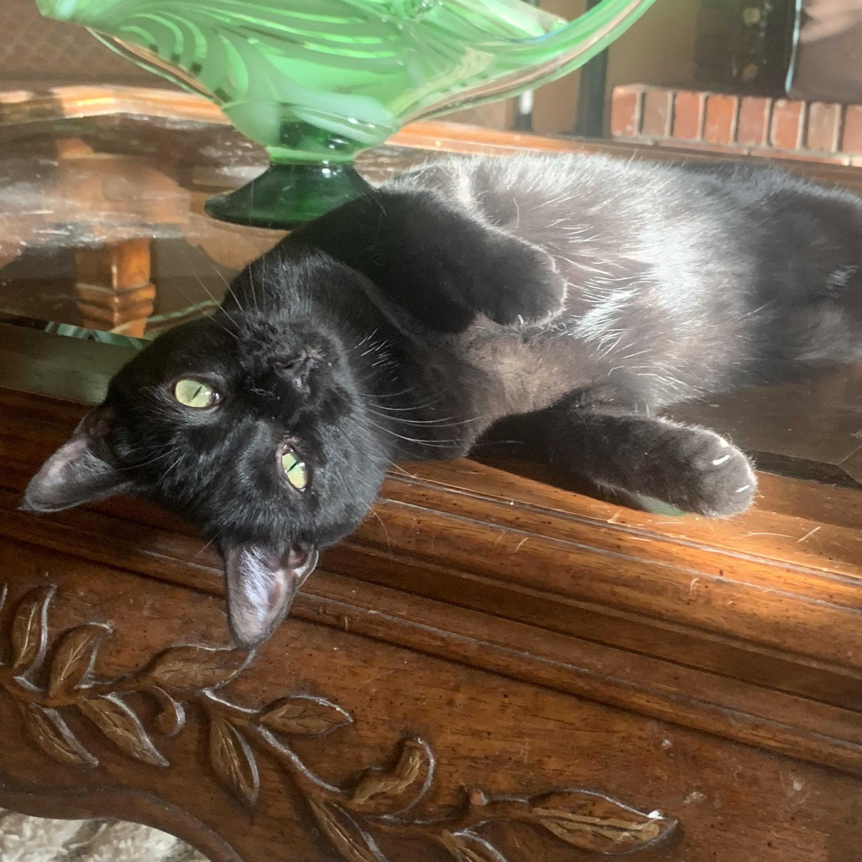 Amelia, Adoptable, Young Female Domestic Short Hair.