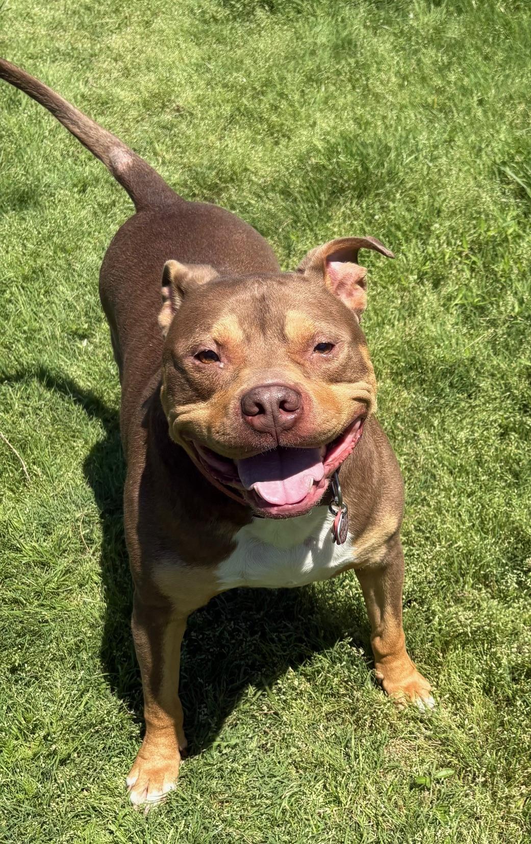 Enlarge Phoenix, a Adoptable mixed breed in Davenport, IA image 5/5