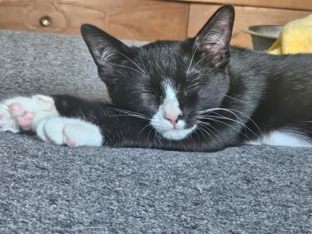 Noodle, a Adoptable Domestic Short Hair in Orlando, FL image 1/3
