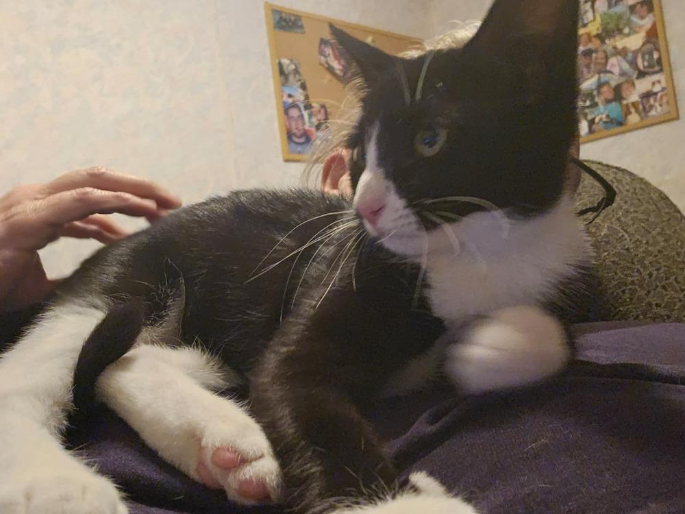 Noodle, a Adoptable Domestic Short Hair in Orlando, FL image 2/3