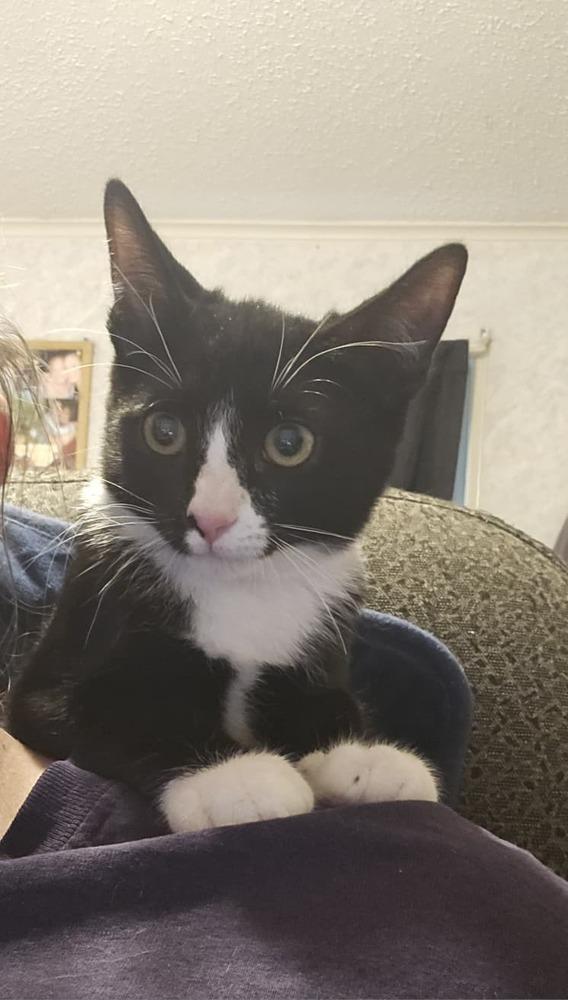 Noodle, a Adoptable Domestic Short Hair in Orlando, FL image 3/3