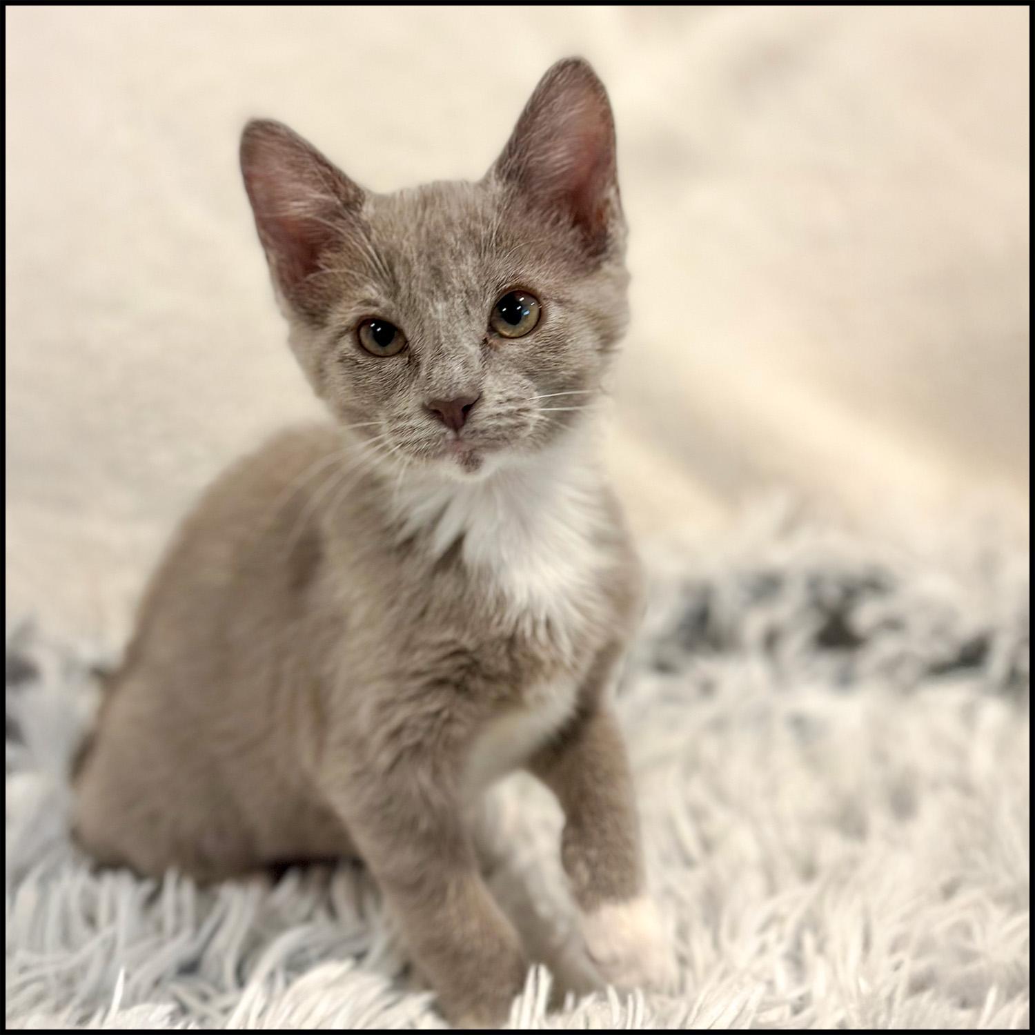 Claire, adopted, Young Female Domestic Short Hair.