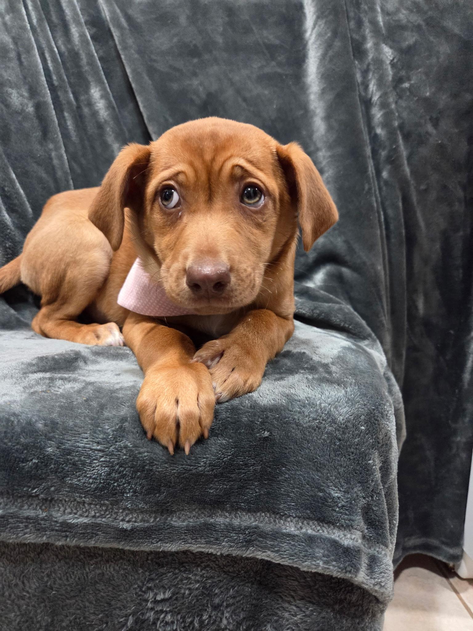 Enlarge Esme , an adopted Labrador Retriever in White Lake, MI image 3/5