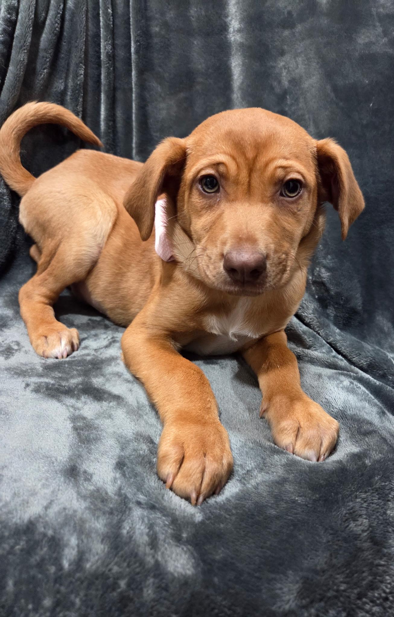 Esme , adopted, Puppy Female Labrador Retriever.