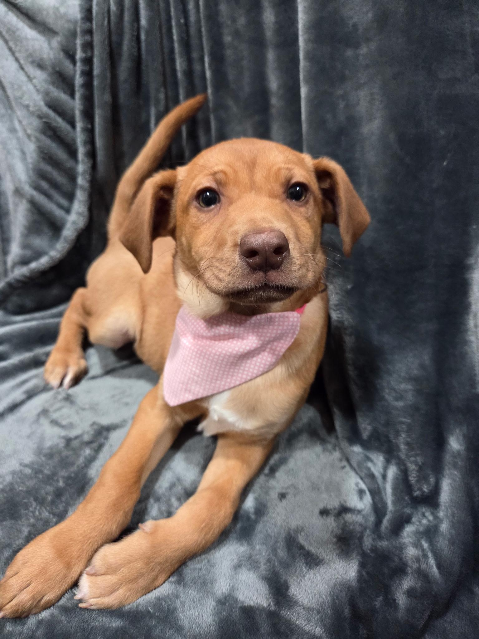 Enlarge Esme , an adopted Labrador Retriever in White Lake, MI image 4/5