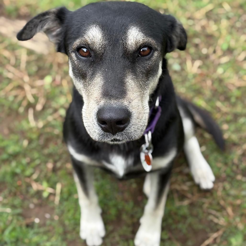 Juno, a Adoptable Labrador Retriever in New Fairfield, CT image 2/6