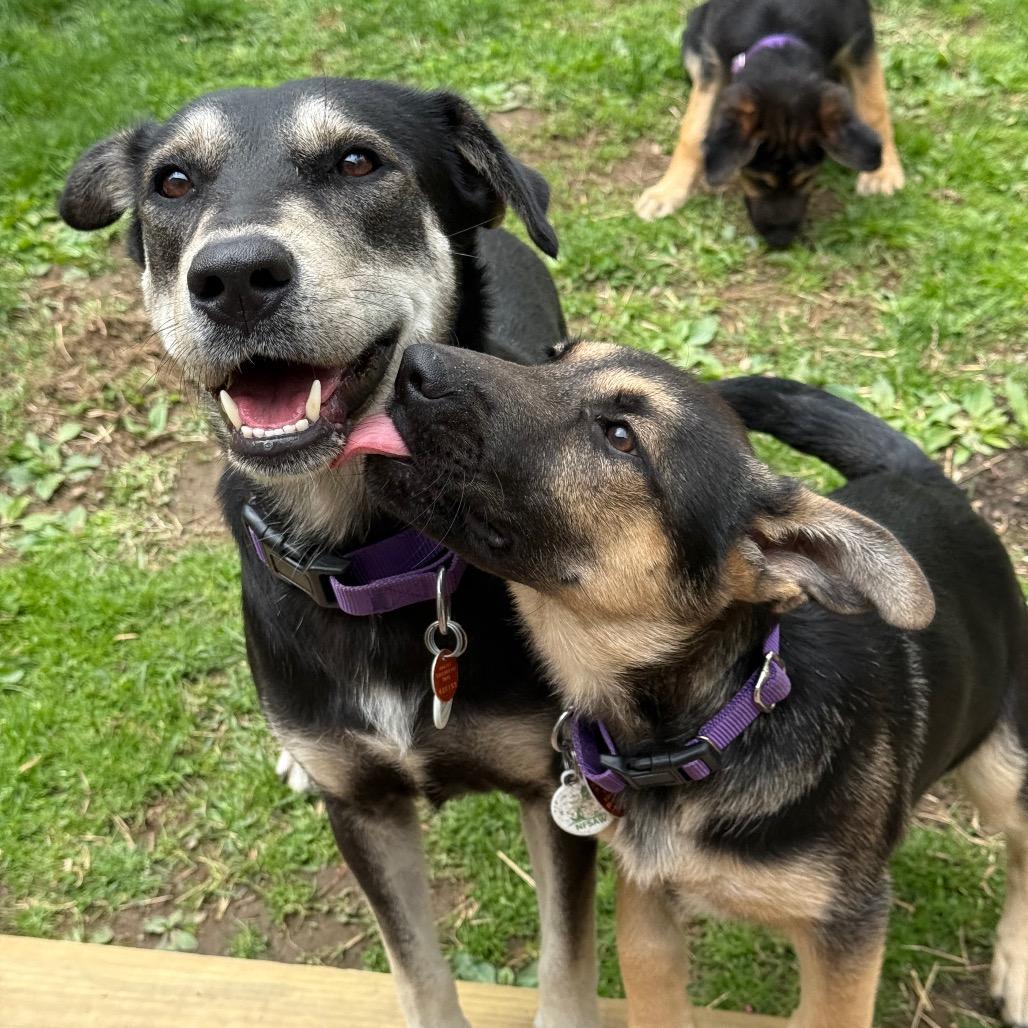 Juno, a Adoptable Labrador Retriever in New Fairfield, CT image 3/6