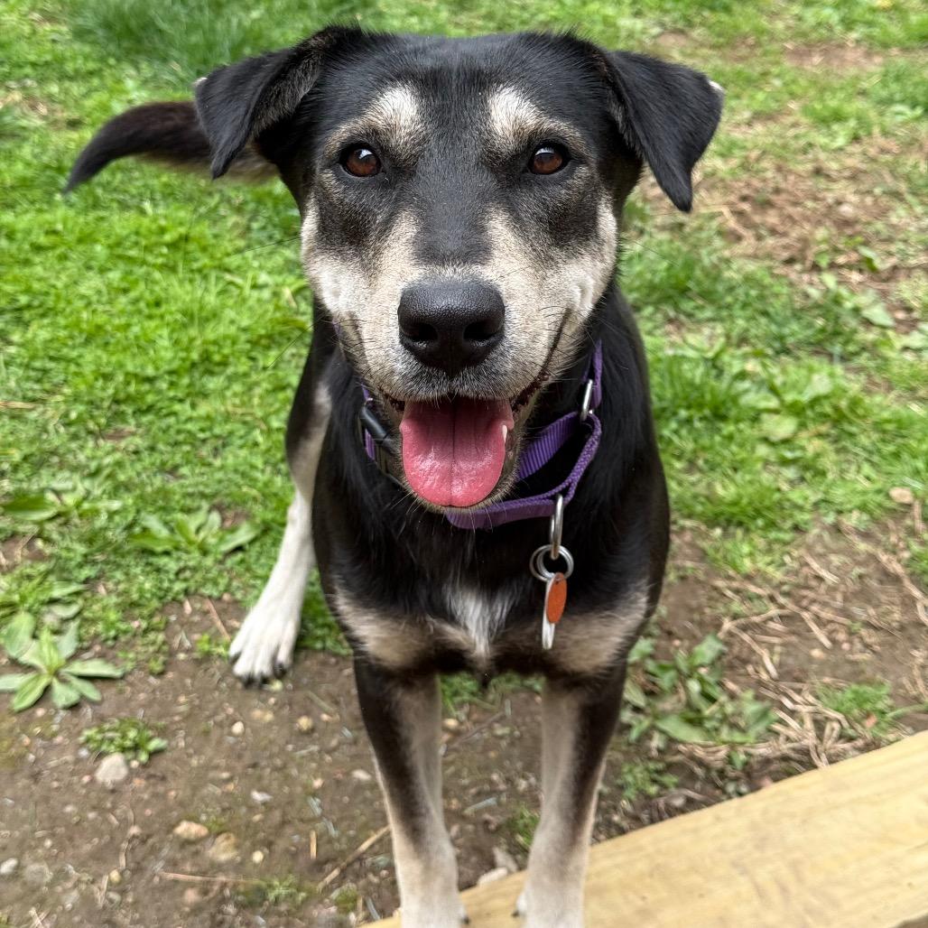 Juno, a Adoptable Labrador Retriever in New Fairfield, CT image 4/6
