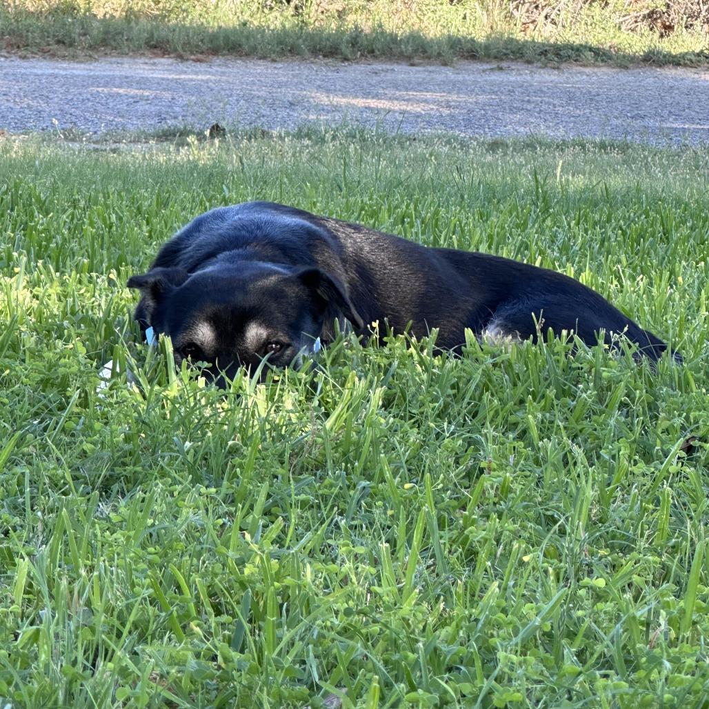 Juno, a Adoptable Labrador Retriever in New Fairfield, CT image 5/6