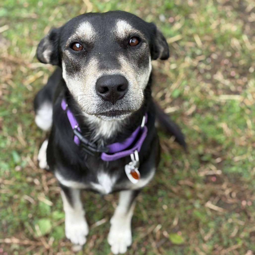 Juno, a Adoptable Labrador Retriever in New Fairfield, CT image 6/6