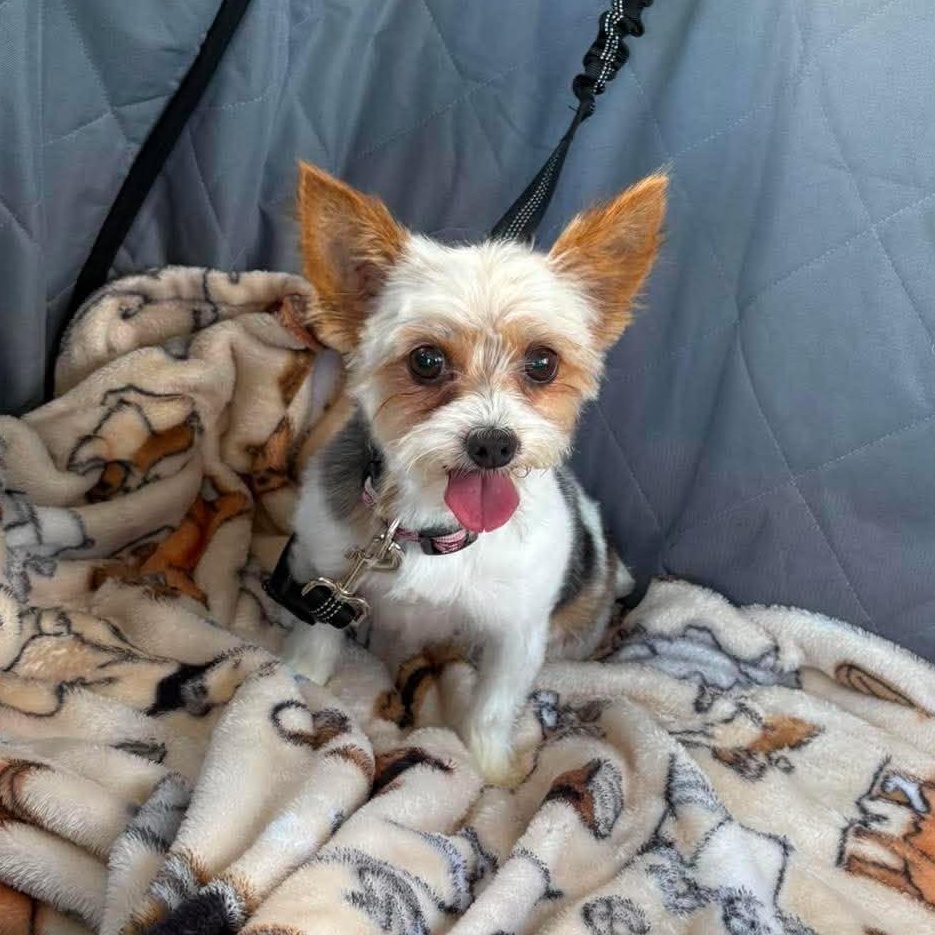 Bera- Adoption Pending, an adopted Yorkshire Terrier in Hartland, WI image 5/6