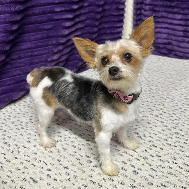 Bera- Adoption Pending, adopted, Adult Female Yorkshire Terrier.