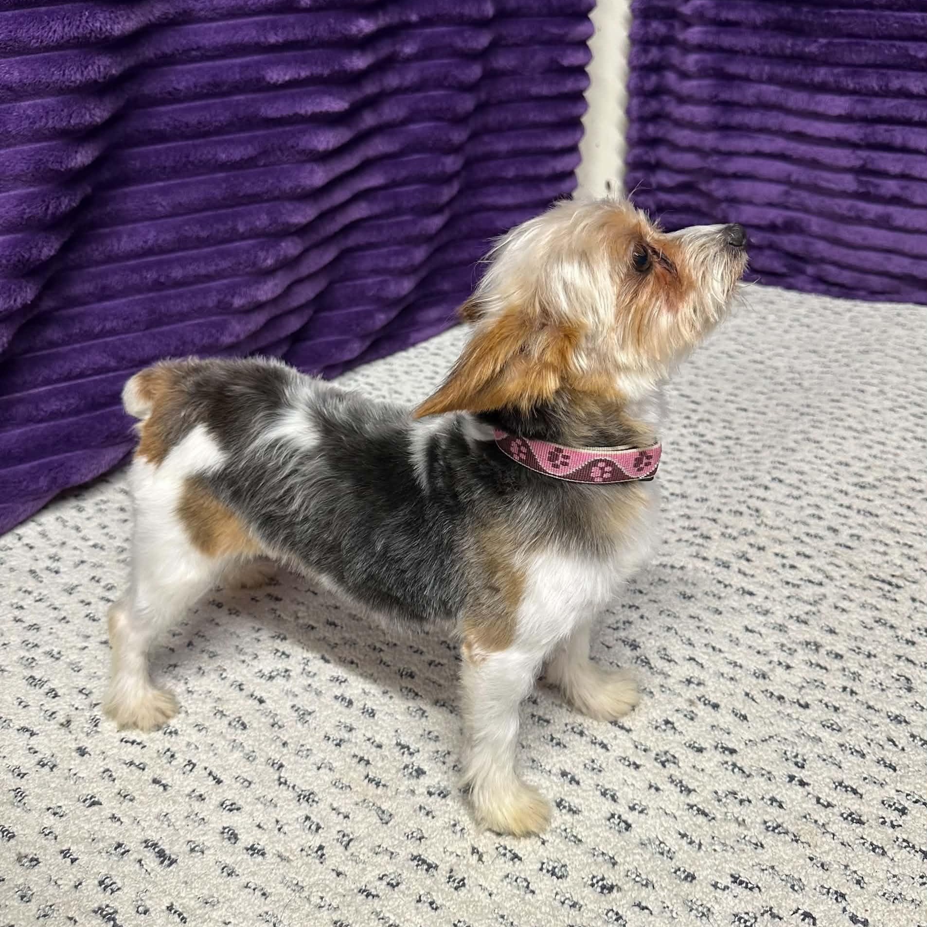 Bera- Adoption Pending, an adopted Yorkshire Terrier in Hartland, WI image 4/6