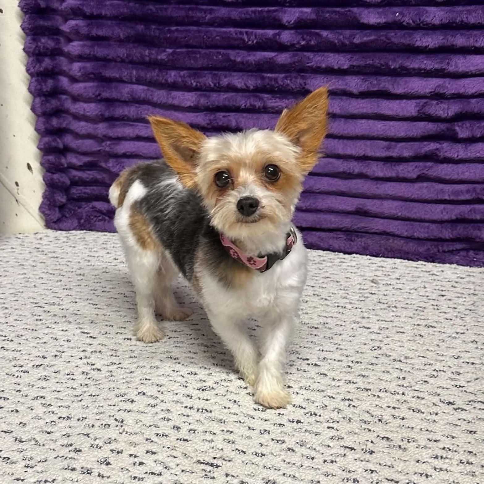 Bera- Adoption Pending, an adopted Yorkshire Terrier in Hartland, WI image 2/6