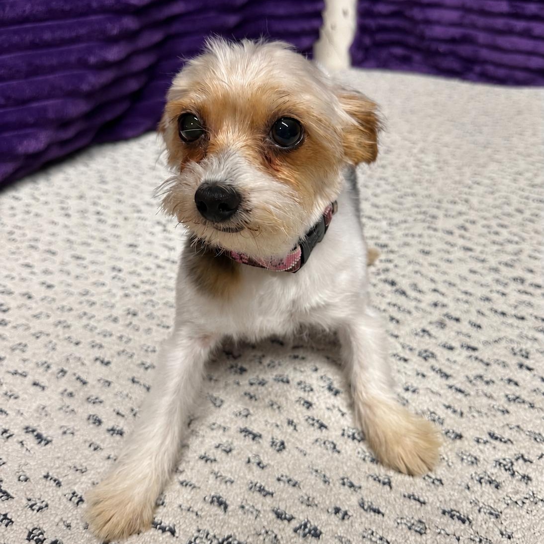 Bera- Adoption Pending, an adopted Yorkshire Terrier in Hartland, WI image 3/6
