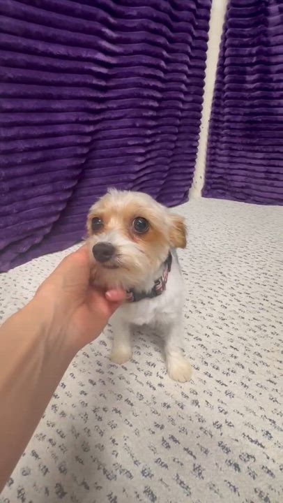 Enlarge Bera- Adoption Pending, an adopted Yorkshire Terrier in Hartland, WI video 6/6