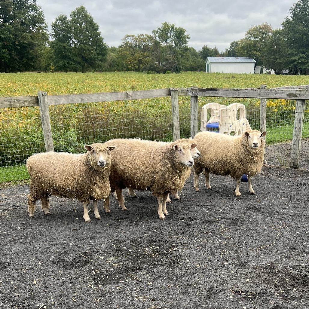 Val 28, Adoptable, Adult Male Sheep.