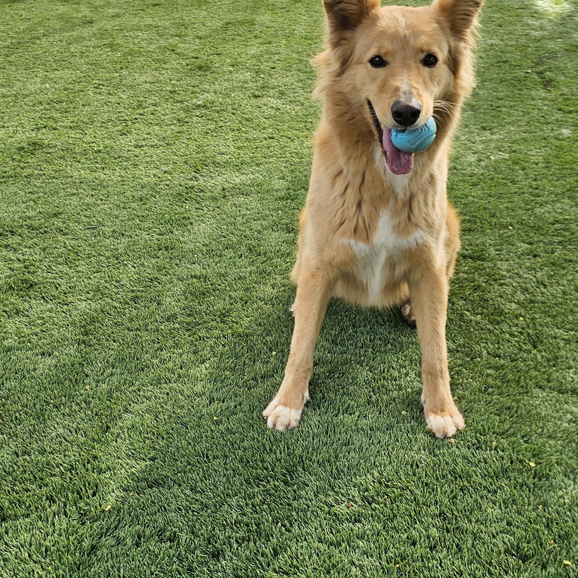 Reagen, a Adoptable mixed breed in Brea, CA image 1/6