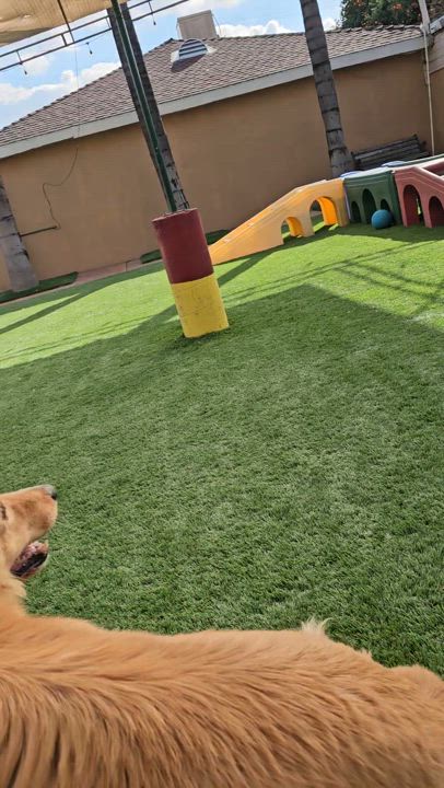 Enlarge Reagen, a Adoptable mixed breed in Brea, CA video 2/6