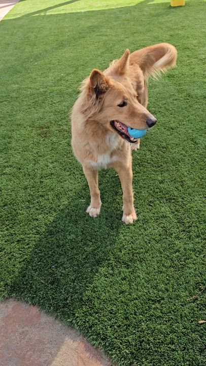 Enlarge Reagen, a Adoptable mixed breed in Brea, CA video 4/6