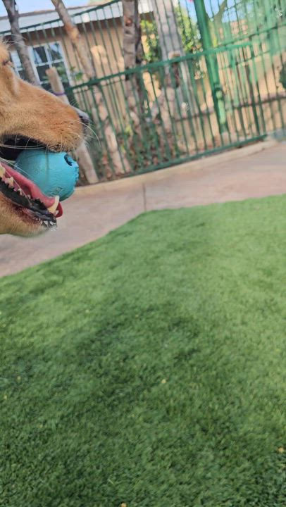 Enlarge Reagen, a Adoptable mixed breed in Brea, CA video 6/6