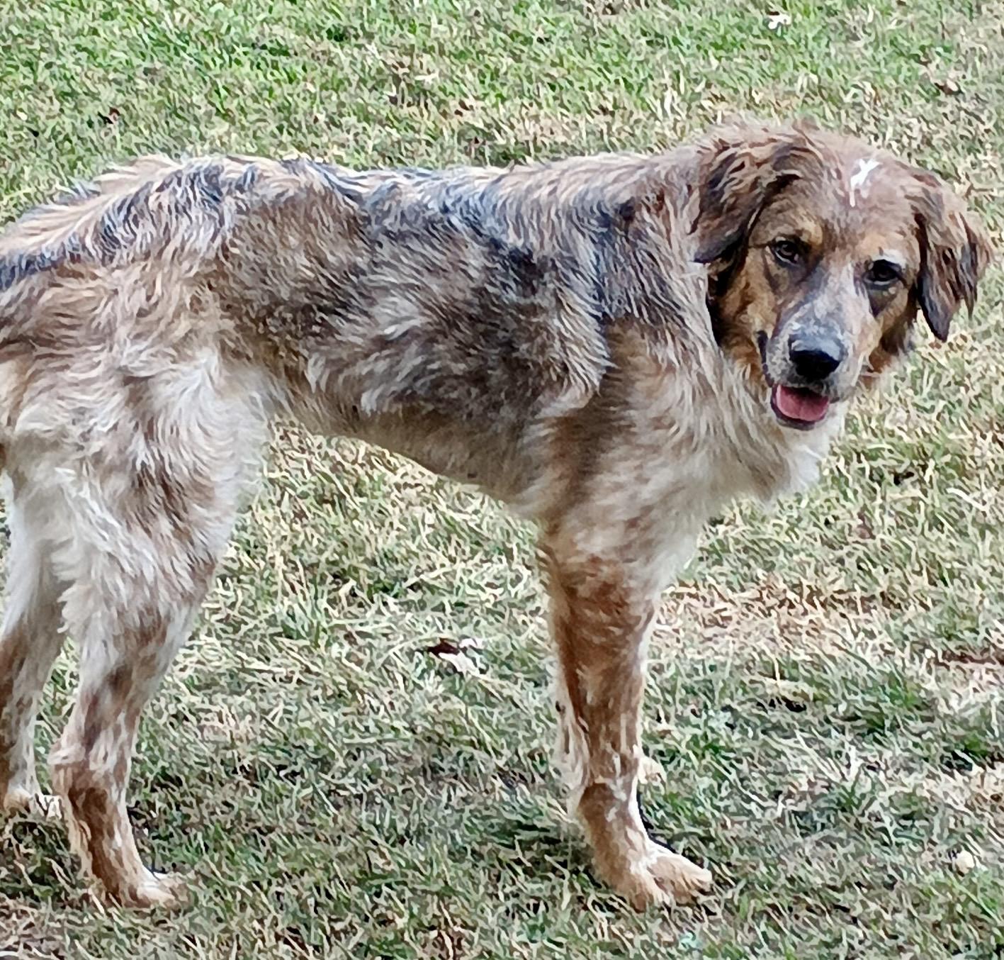 Ruby, an adopted mixed breed in Baton Rouge, LA image 2/2