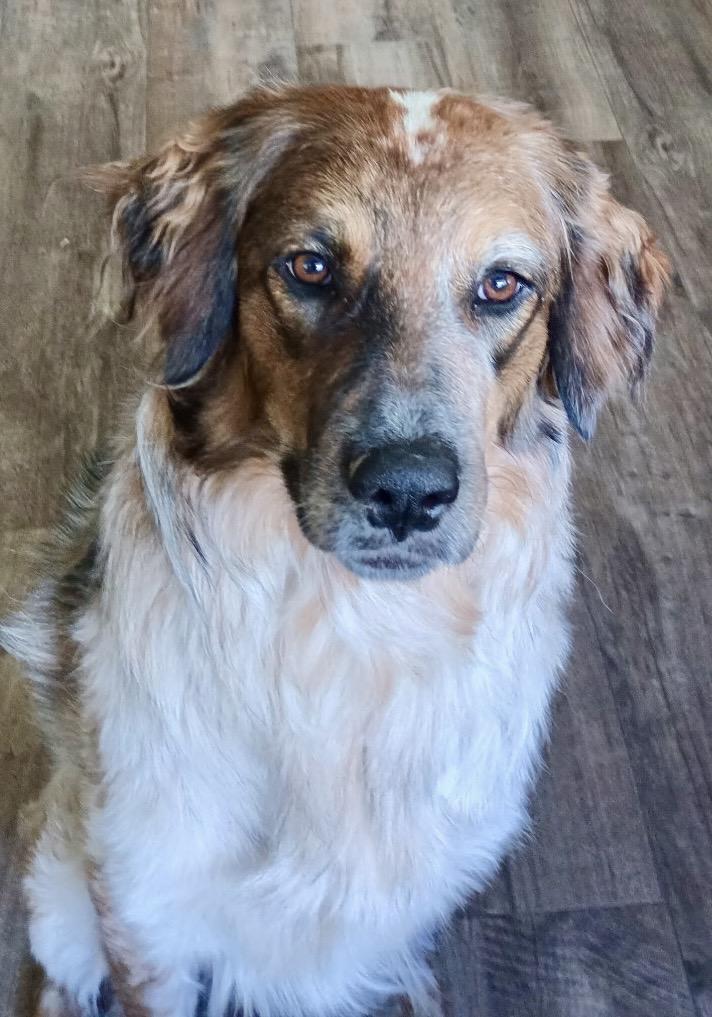 Ruby, adopted, Young Female Shepherd & Mixed Breed.