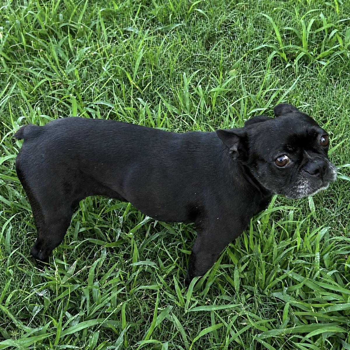 Dottie, an adopted French Bulldog in Pilot Point, TX image 1/2