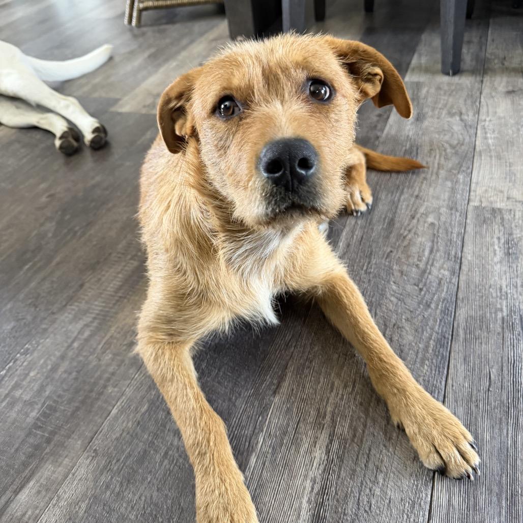 Charlie, Adoptable, Young Male Mixed Breed & Mixed Breed.