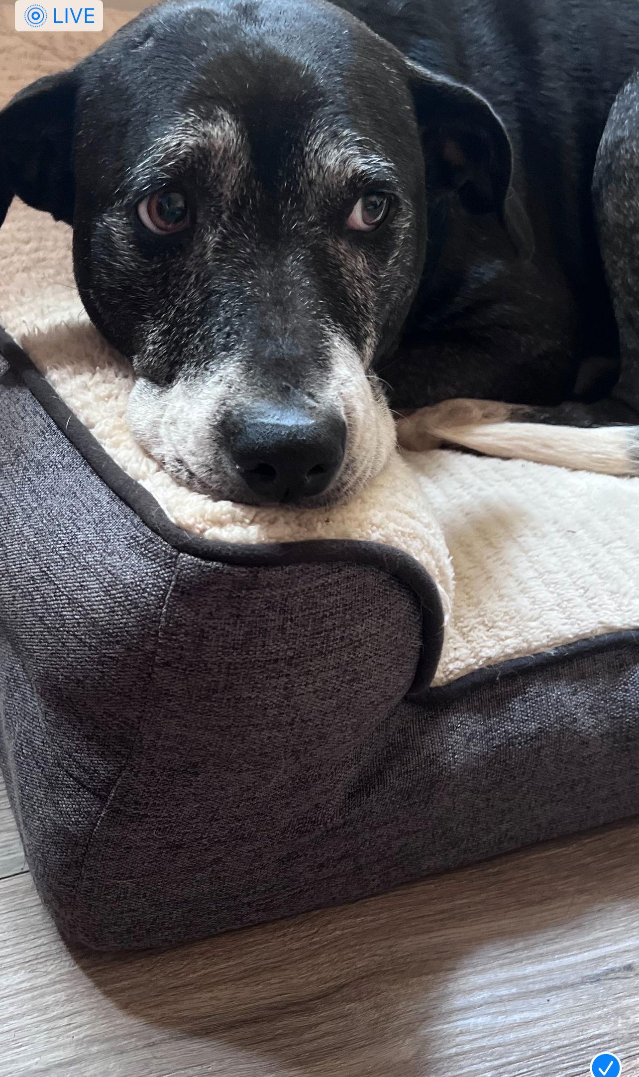 Mabel, Adopted, Senior Female Pit Bull Terrier.