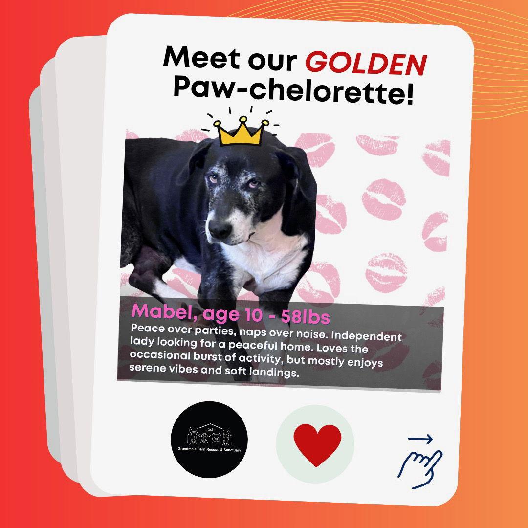 Mabel, Adoptable, Senior Female Pit Bull Terrier.