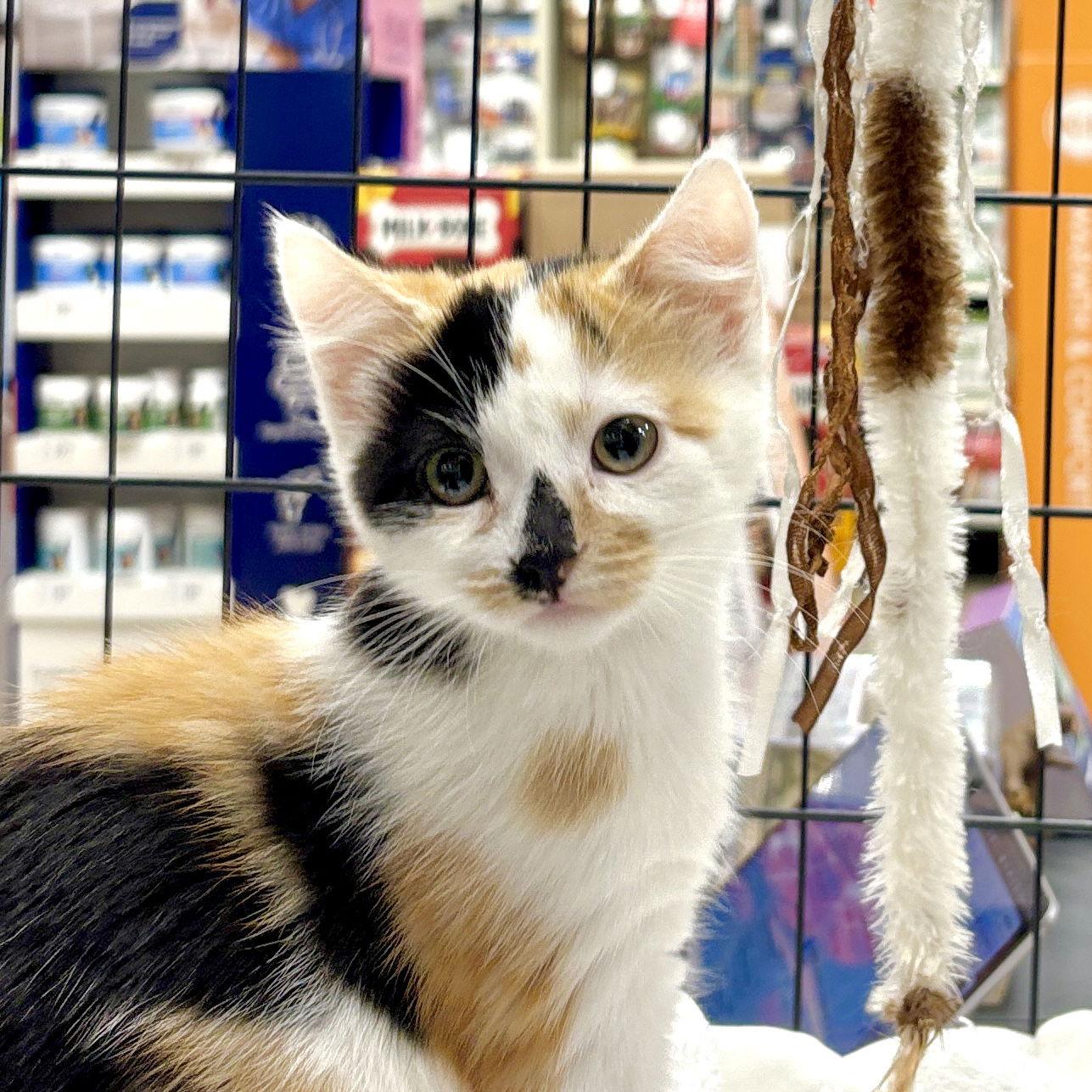 Enlarge Bean, a Adoptable Domestic Short Hair in Sonora, CA image 1/1