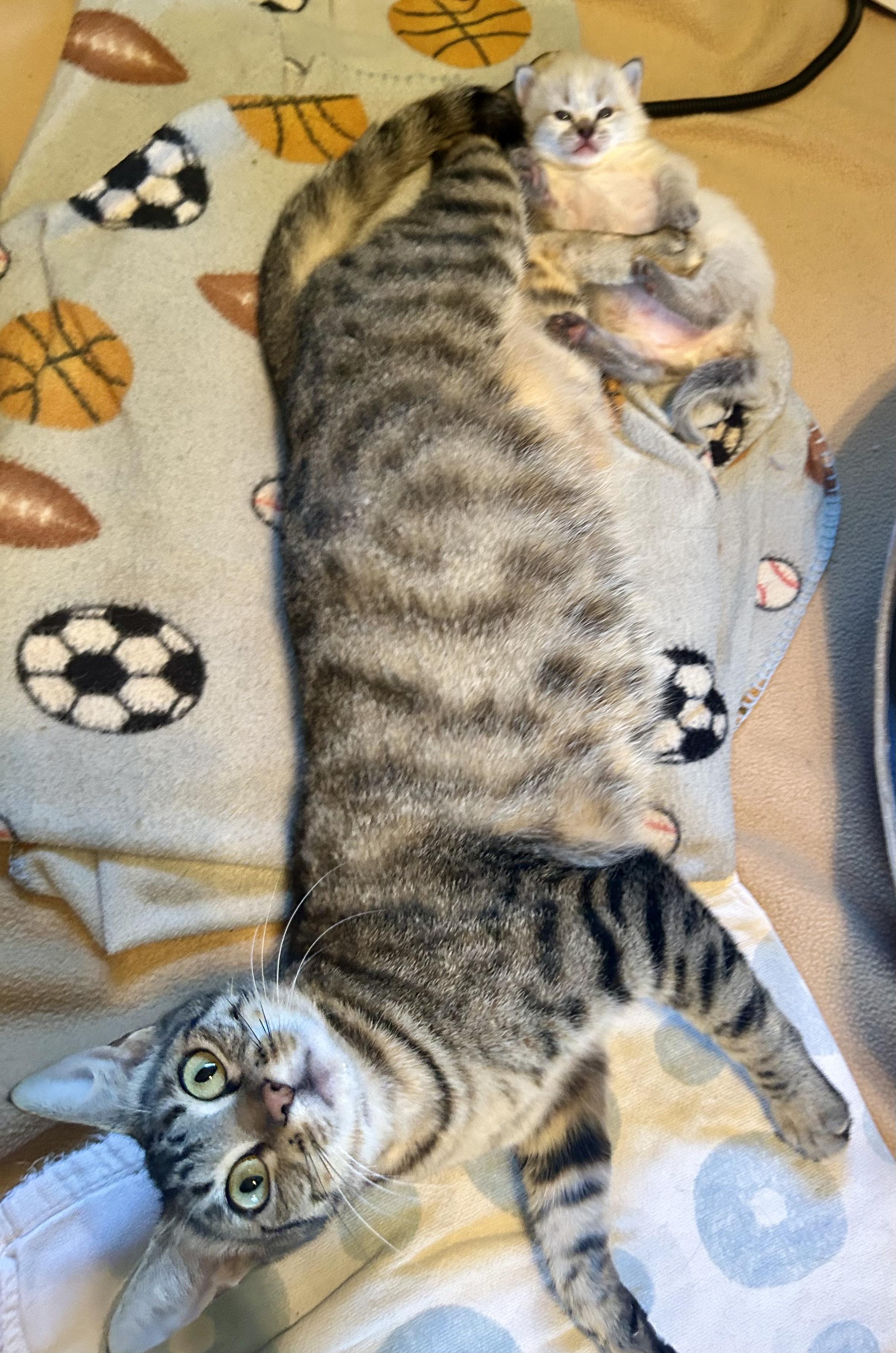 Enlarge Honey- Mama Kitty, an adopted Domestic Short Hair in Grass Valley, CA image 3/3