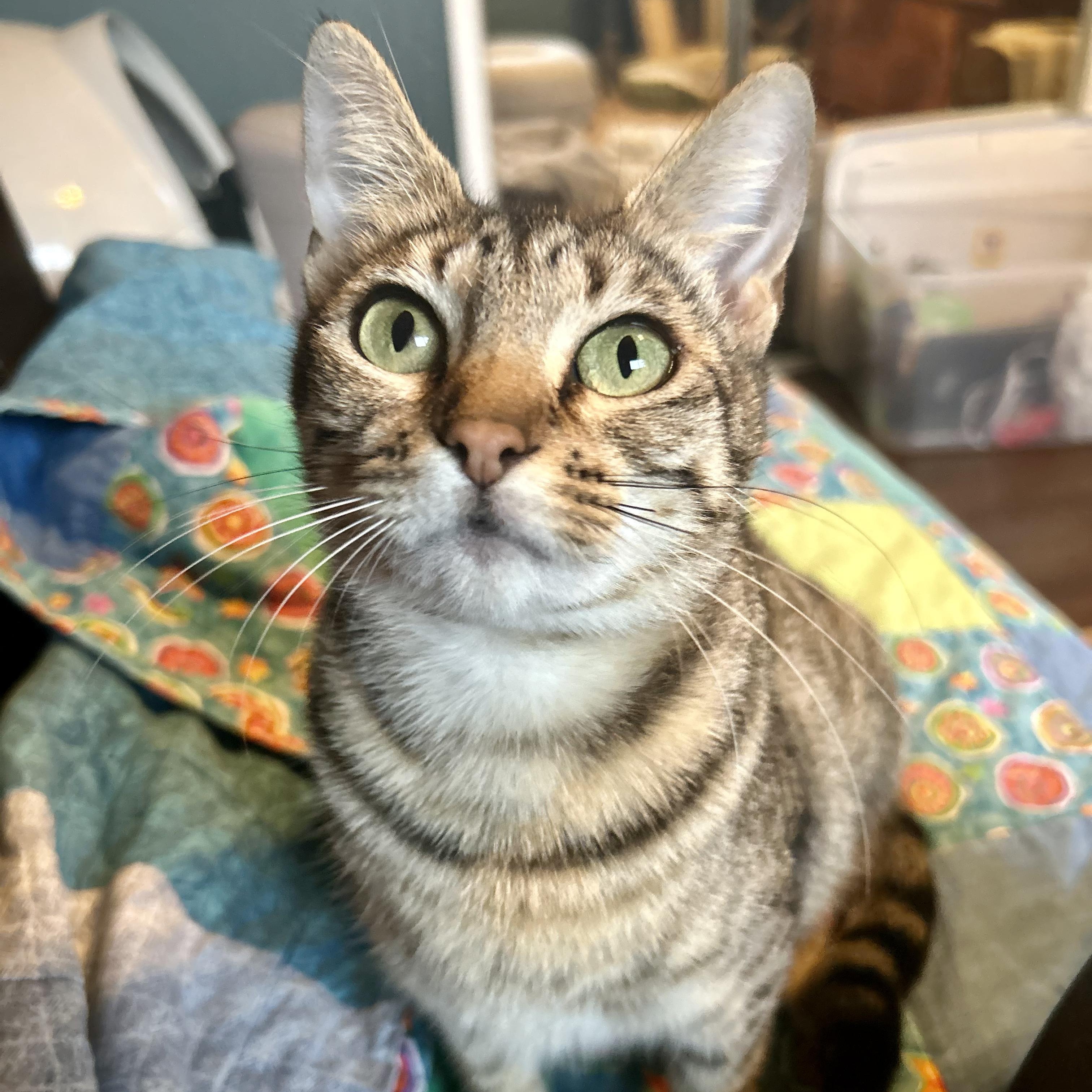 Honey- Mama Kitty, adopted, Adult Female Domestic Short Hair.