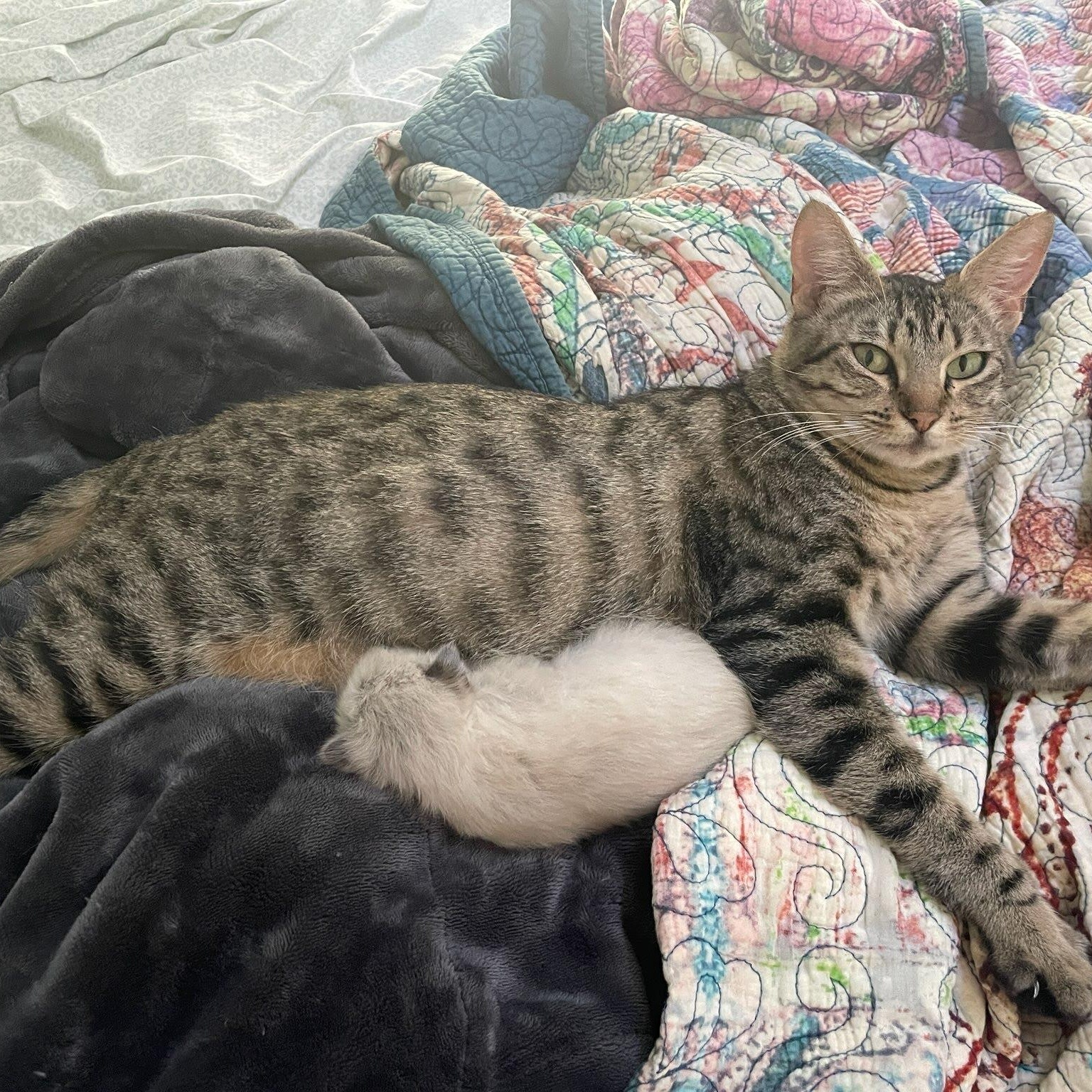 Enlarge Honey- Mama Kitty, an adopted Domestic Short Hair in Grass Valley, CA image 2/3