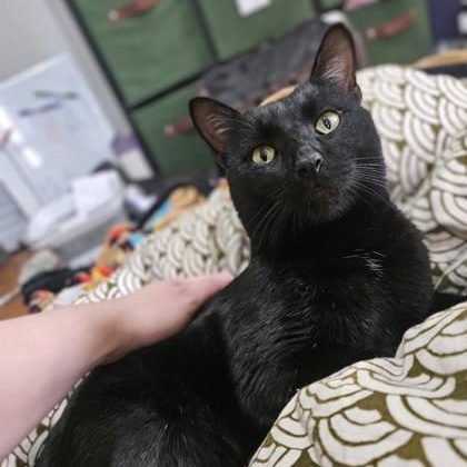 Sissel, ADOPTABLE, Adult Male Domestic Short Hair.