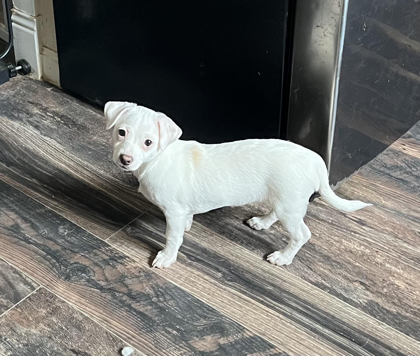 Tink, a ADOPTABLE mixed breed in Redding, CA image 3/3