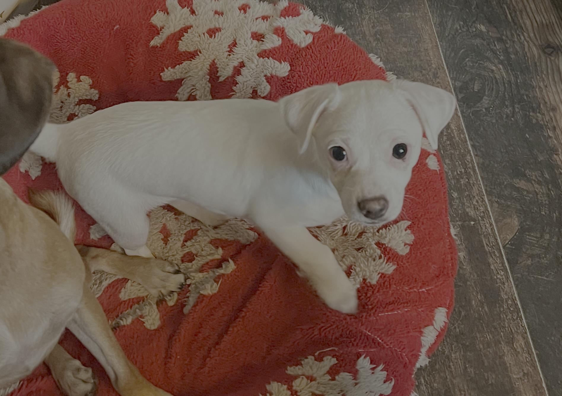 Tink, ADOPTABLE, Puppy Female Chihuahua.