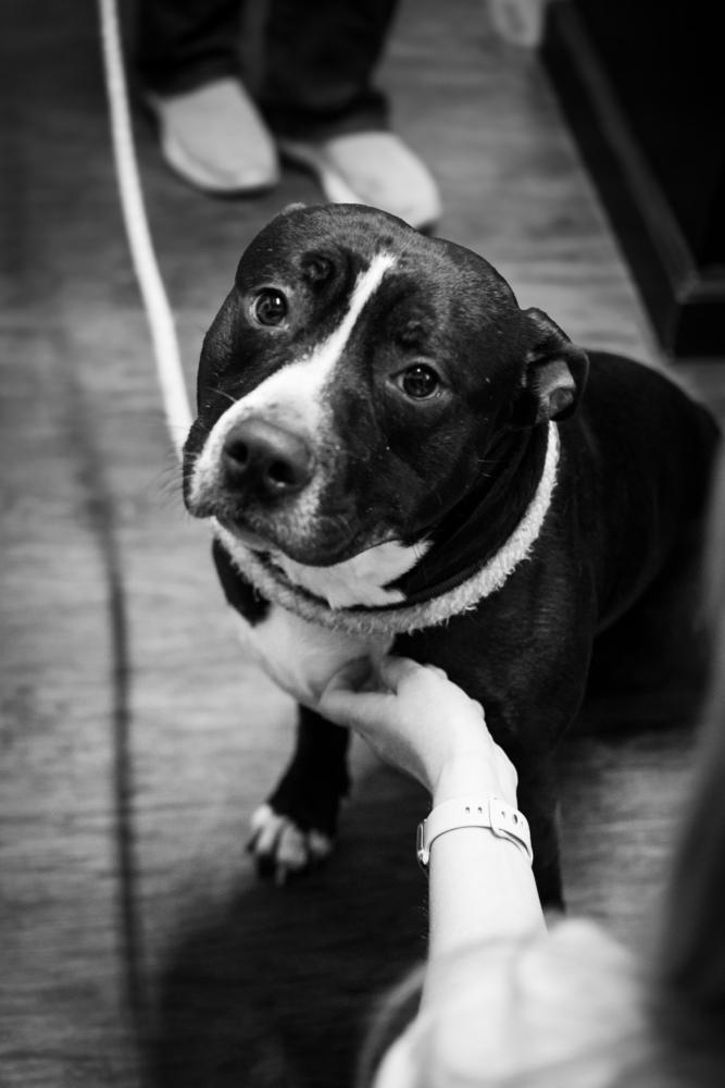 Parker, a Adoptable mixed breed in Frankfort, NY image 1/3