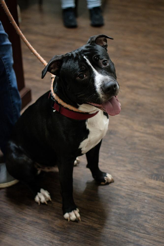 Parker, a Adoptable mixed breed in Frankfort, NY image 2/3